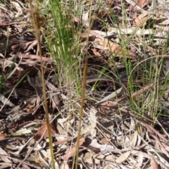 Juncus sp. at Queanbeyan West, NSW - 25 Sep 2021