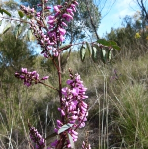 Indigofera australis subsp. australis at Queanbeyan West, NSW - 26 Sep 2021