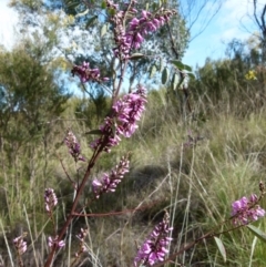 Indigofera australis subsp. australis at Queanbeyan West, NSW - 26 Sep 2021 09:09 AM