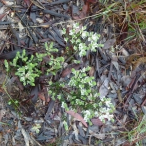 Brachyloma daphnoides at Queanbeyan West, NSW - 30 Sep 2021