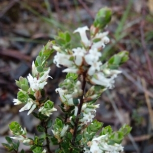 Brachyloma daphnoides at Queanbeyan West, NSW - 30 Sep 2021