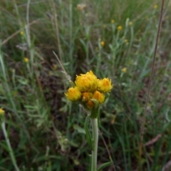 Chrysocephalum semipapposum (Clustered Everlasting) at Queanbeyan West, NSW - 2 Oct 2021 by Paul4K