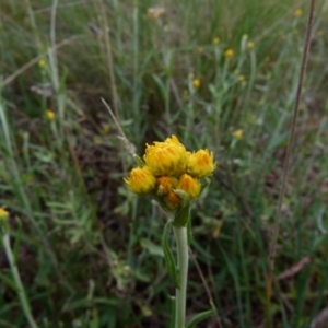 Chrysocephalum semipapposum at Queanbeyan West, NSW - 2 Oct 2021