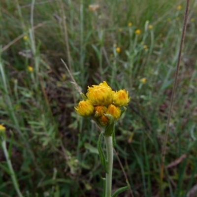Chrysocephalum semipapposum (Clustered Everlasting) at Queanbeyan West, NSW - 1 Oct 2021 by Paul4K