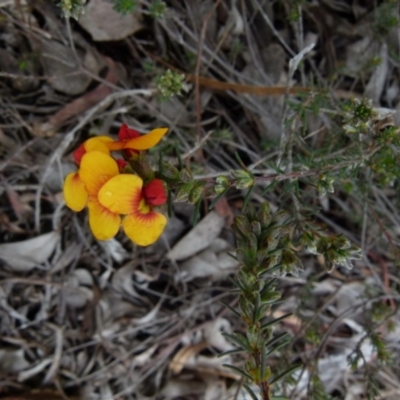 Dillwynia sericea (Egg And Bacon Peas) at Bicentennial Park - 2 Oct 2021 by Paul4K