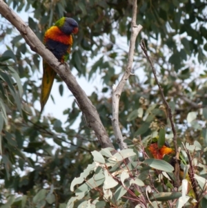 Trichoglossus moluccanus at Queanbeyan West, NSW - 2 Oct 2021