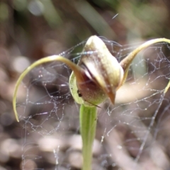 Pterostylis pedunculata at Paddys River, ACT - suppressed