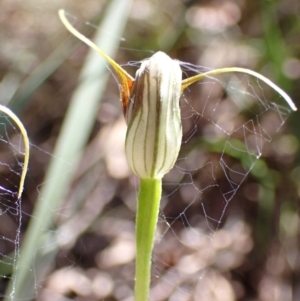 Pterostylis pedunculata at Paddys River, ACT - suppressed