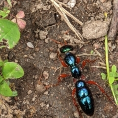 Diamma bicolor (Blue ant, Bluebottle ant) at West Wodonga, VIC - 12 Oct 2021 by ChrisAllen