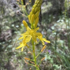 Bulbine glauca (Rock Lily) at Stromlo, ACT - 6 Oct 2021 by AJB