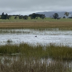 Biziura lobata (Musk Duck) at Wollogorang, NSW - 12 Oct 2021 by SteveBorkowskis