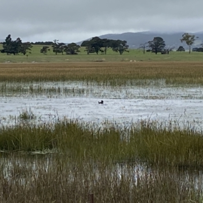 Biziura lobata (Musk Duck) at Wollogorang, NSW - 12 Oct 2021 by Steve_Bok