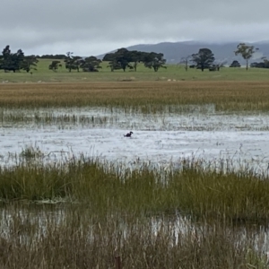 Biziura lobata at Wollogorang, NSW - 12 Oct 2021