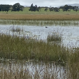 Biziura lobata at Wollogorang, NSW - 12 Oct 2021