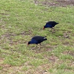 Porphyrio melanotus at Wollogorang, NSW - 12 Oct 2021