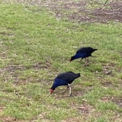 Porphyrio melanotus at Wollogorang, NSW - 12 Oct 2021