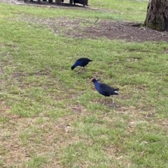 Porphyrio melanotus at Wollogorang, NSW - 12 Oct 2021