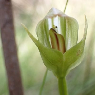 Pterostylis curta (Blunt Greenhood) at Paddys River, ACT - 8 Oct 2021 by AnneG1