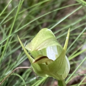 Pterostylis curta at Paddys River, ACT - 8 Oct 2021