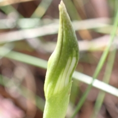 Pterostylis curta at Paddys River, ACT - 8 Oct 2021