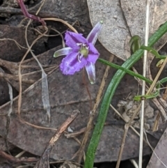 Thysanotus patersonii (Twining Fringe Lily) at West Wodonga, VIC - 12 Oct 2021 by ChrisAllen