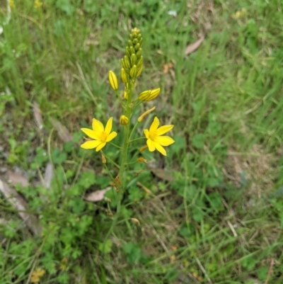 Bulbine bulbosa (Golden Lily) at West Wodonga, VIC - 11 Oct 2021 by ChrisAllen