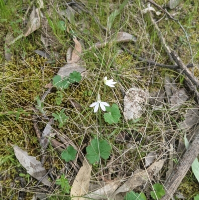 Caladenia carnea (Pink Fingers) at West Wodonga, VIC - 11 Oct 2021 by ChrisAllen