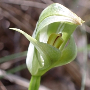 Pterostylis curta at Paddys River, ACT - 8 Oct 2021