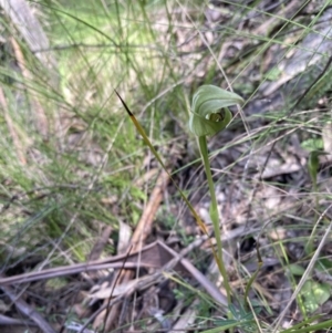 Pterostylis curta at Paddys River, ACT - 8 Oct 2021