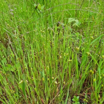 Briza maxima (Quaking Grass, Blowfly Grass) at Jerrabomberra, ACT - 12 Oct 2021 by Mike