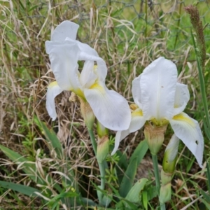 Iris germanica at Jerrabomberra, ACT - 12 Oct 2021