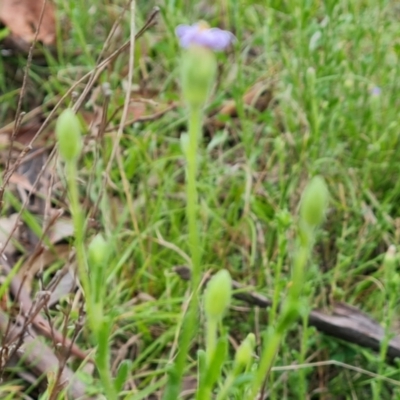 Vittadinia cuneata var. cuneata (Fuzzy New Holland Daisy) at Jerrabomberra, ACT - 12 Oct 2021 by Mike