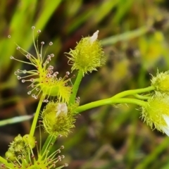 Drosera gunniana (Pale Sundew) at Jerrabomberra, ACT - 12 Oct 2021 by Mike