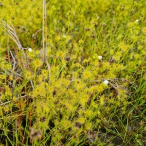 Drosera gunniana at Jerrabomberra, ACT - 12 Oct 2021 05:12 PM