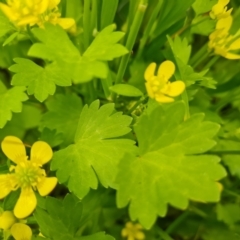 Ranunculus repens (Creeping Buttercup) at Symonston, ACT - 12 Oct 2021 by Mike