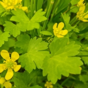 Ranunculus repens at Symonston, ACT - 12 Oct 2021