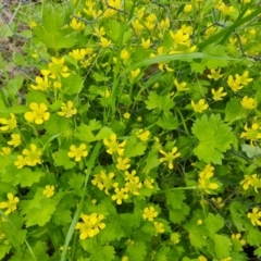 Ranunculus repens at Symonston, ACT - 12 Oct 2021