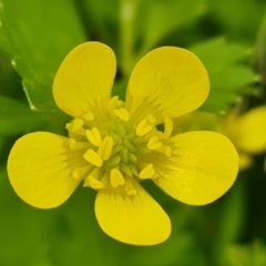 Ranunculus repens at Symonston, ACT - 12 Oct 2021 05:06 PM