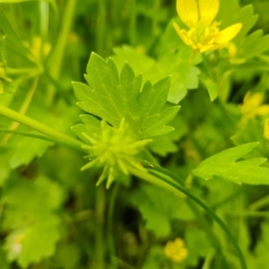 Ranunculus repens at Symonston, ACT - 12 Oct 2021