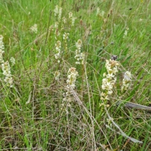 Stackhousia monogyna at Symonston, ACT - 12 Oct 2021 05:01 PM