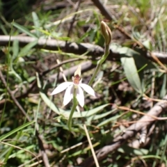 Caladenia carnea (Pink Fingers) at Paddys River, ACT - 8 Oct 2021 by AnneG1