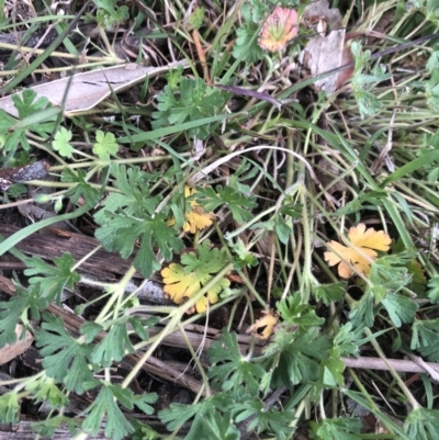 Geranium sp. (Geranium) at Flea Bog Flat to Emu Creek Corridor - 12 Oct 2021 by Dora