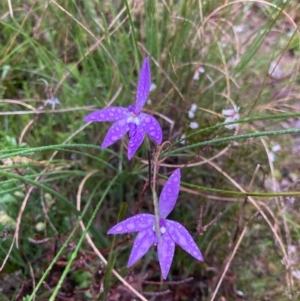 Glossodia major at Bungendore, NSW - suppressed