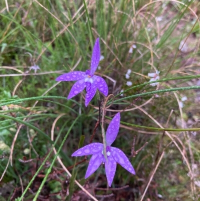 Glossodia major (Wax Lip Orchid) at Bungendore, NSW - 12 Oct 2021 by yellowboxwoodland