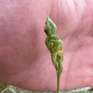 Hymenochilus bicolor (ACT) = Pterostylis bicolor (NSW) at Jerrabomberra, ACT - suppressed