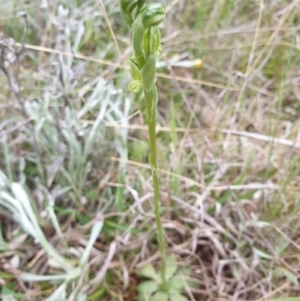 Hymenochilus bicolor (ACT) = Pterostylis bicolor (NSW) at Jerrabomberra, ACT - suppressed