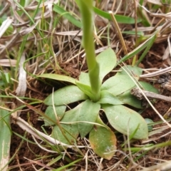 Hymenochilus bicolor (ACT) = Pterostylis bicolor (NSW) at Jerrabomberra, ACT - suppressed