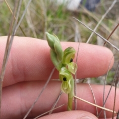 Hymenochilus bicolor (ACT) = Pterostylis bicolor (NSW) at Jerrabomberra, ACT - suppressed