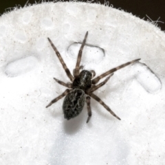 Badumna sp. (genus) (Lattice-web spider) at Bruce, ACT - 11 Oct 2021 by AlisonMilton