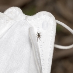 Badumna (genus) at Bruce, ACT - 12 Oct 2021 09:34 AM